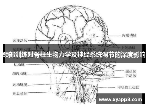 颈部训练对脊柱生物力学及神经系统调节的深度影响